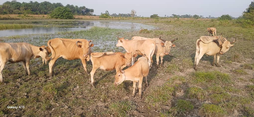 Meat and Dairy Processing with Modern Abbatoir